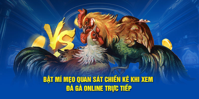 Bật mí mẹo quan sát chiến kê khi xem đá gà online trực tiếp