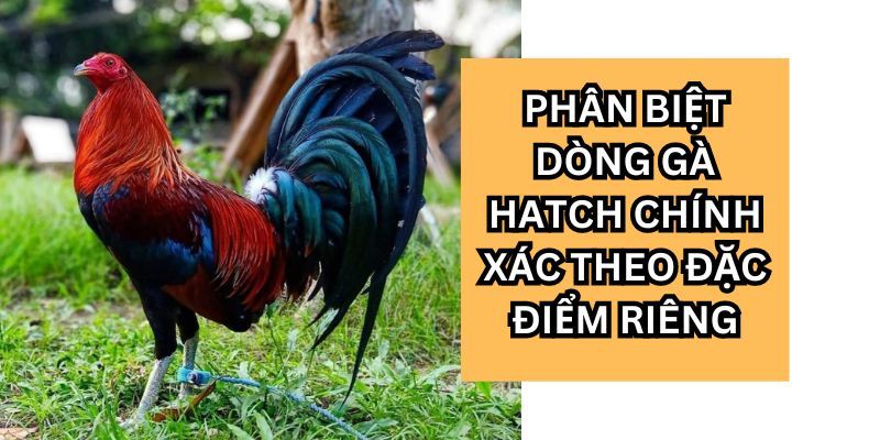 Gà Hatch – Lịch Sử và Đặc Điểm Nhận Biết