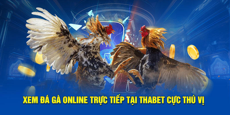 Xem đá gà online trực tiếp tại Thabet cực thú vị